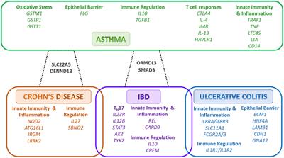 The Impact of Western Diet and Nutrients on the Microbiota and Immune Response at Mucosal Interfaces